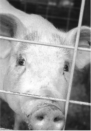 Pig virus that struck US similar to China strain