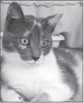 Pet of the Week