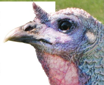 TOUGH OLD BIRD: Tailfeathers, spurs and beards help indicate the age of an upland bird