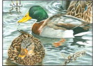 Students artists invited to design  Duck Stamp