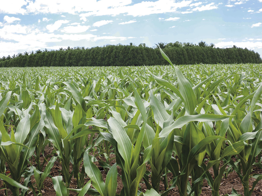 Despite tough planting season, corn ‘knee high’ or better