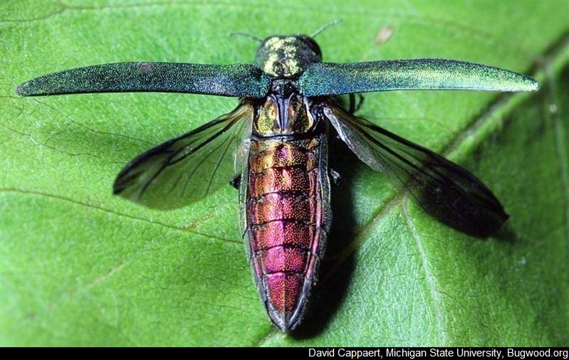 Emerald ash borer confirmed in Charles City