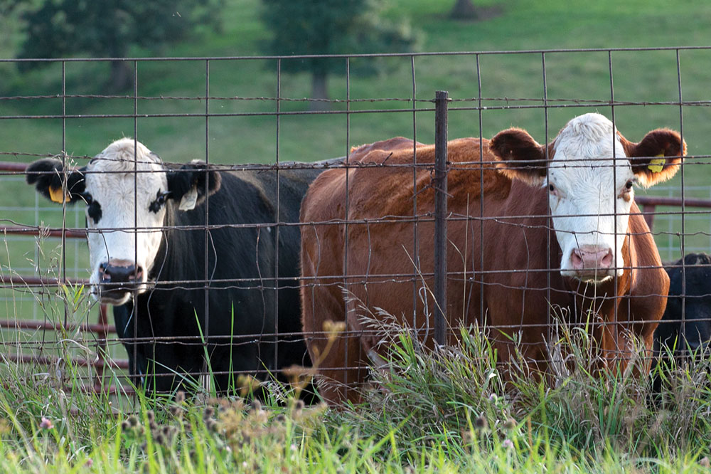Floyd County man fined for having cattle at large