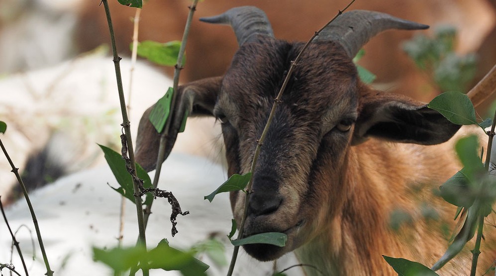 Goats again helping trim Charles City dog park