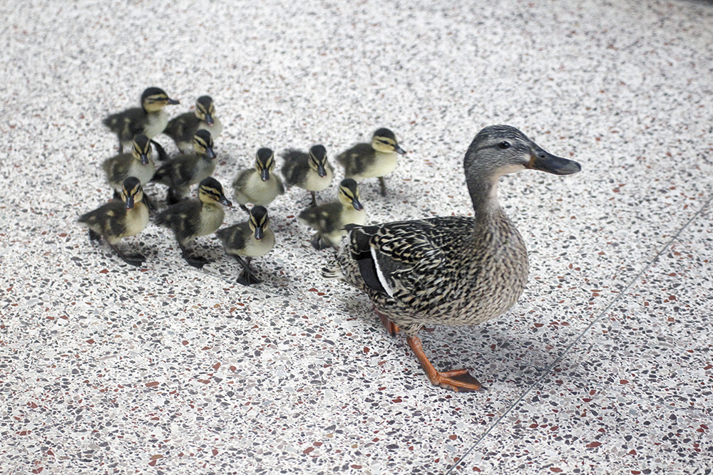 Duck Graduation