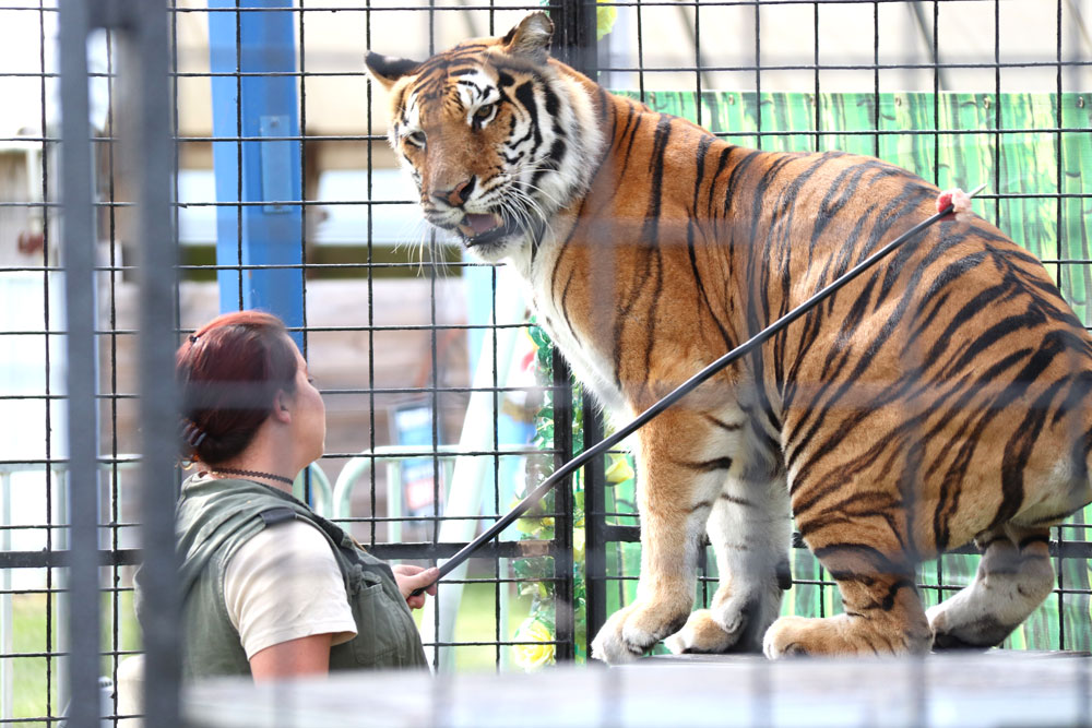 Bengal Tiger Encounter wows audience