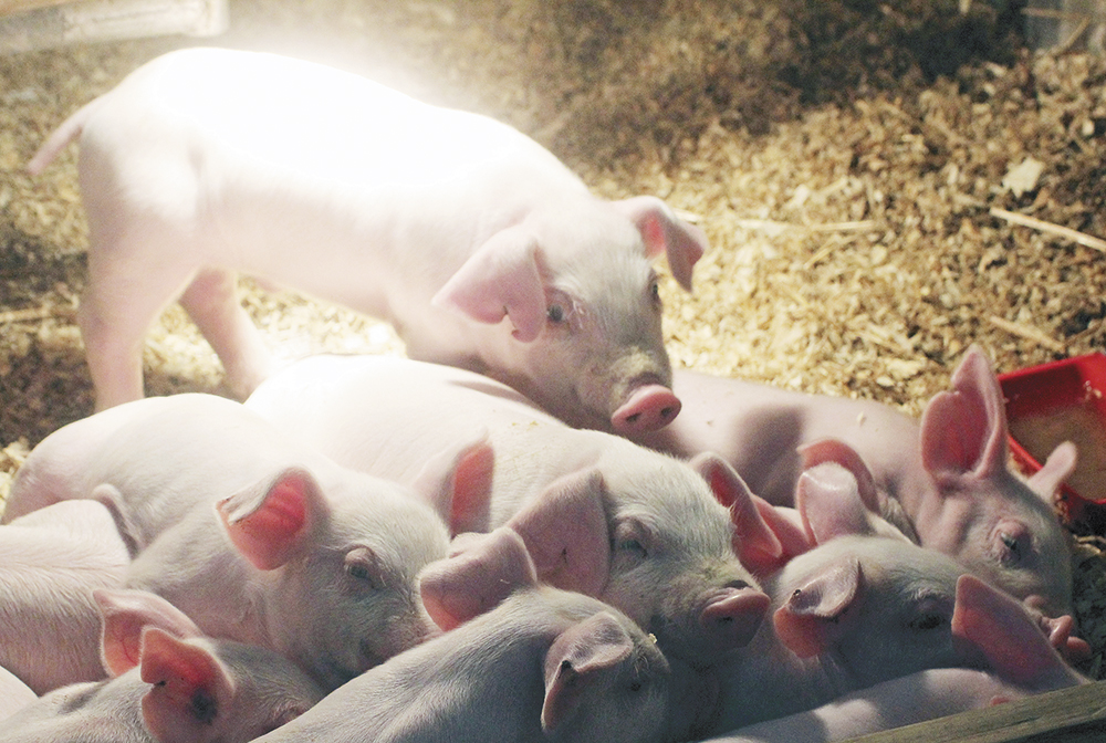 PORK MONTH: Charles City High School pigs are now in ‘grow mode’