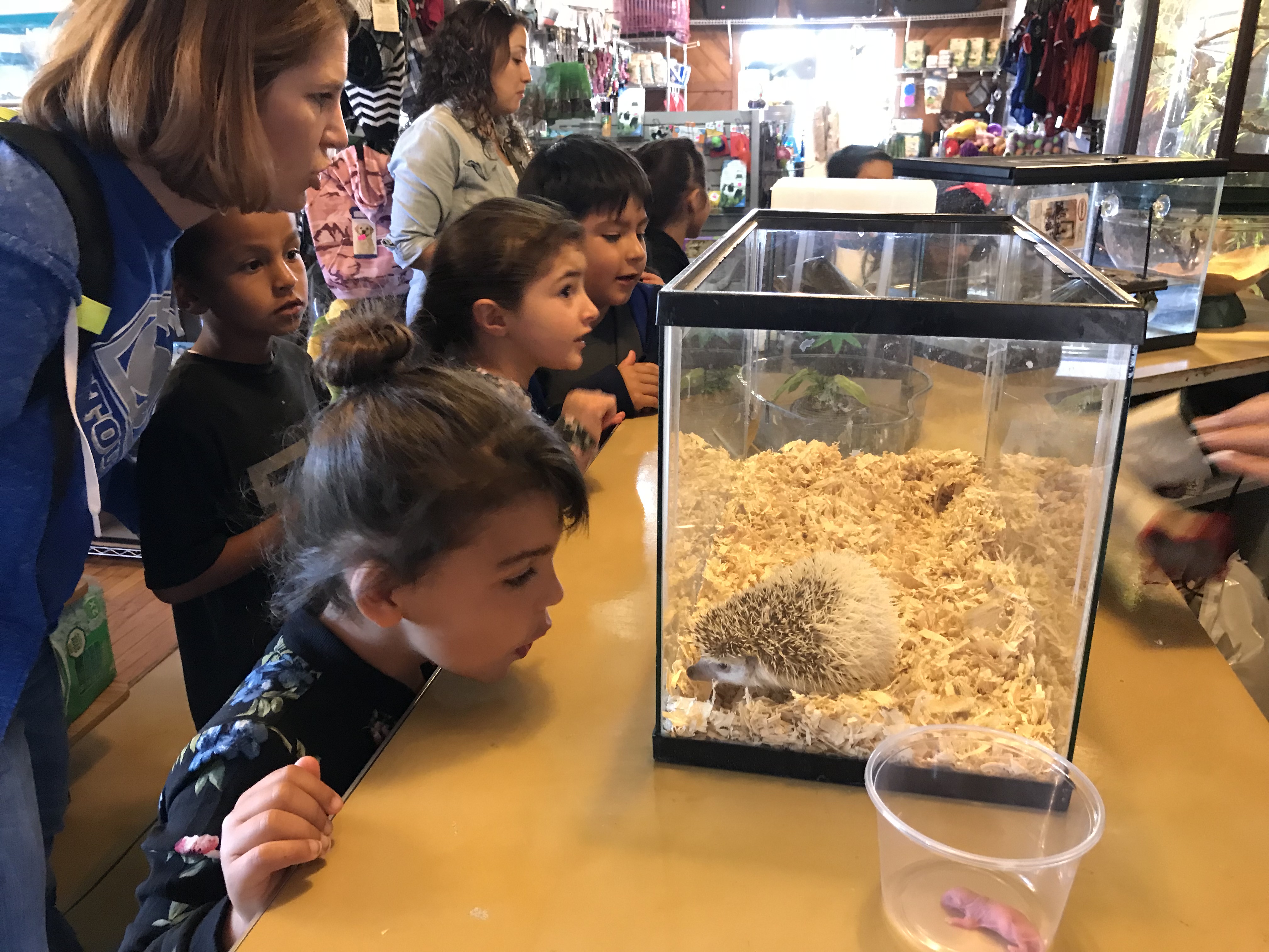 Holy Hedgehog! Stout kids learn about pets