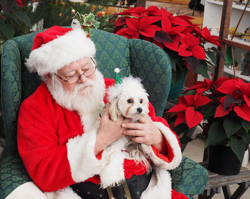 Here comes Santa PAWS