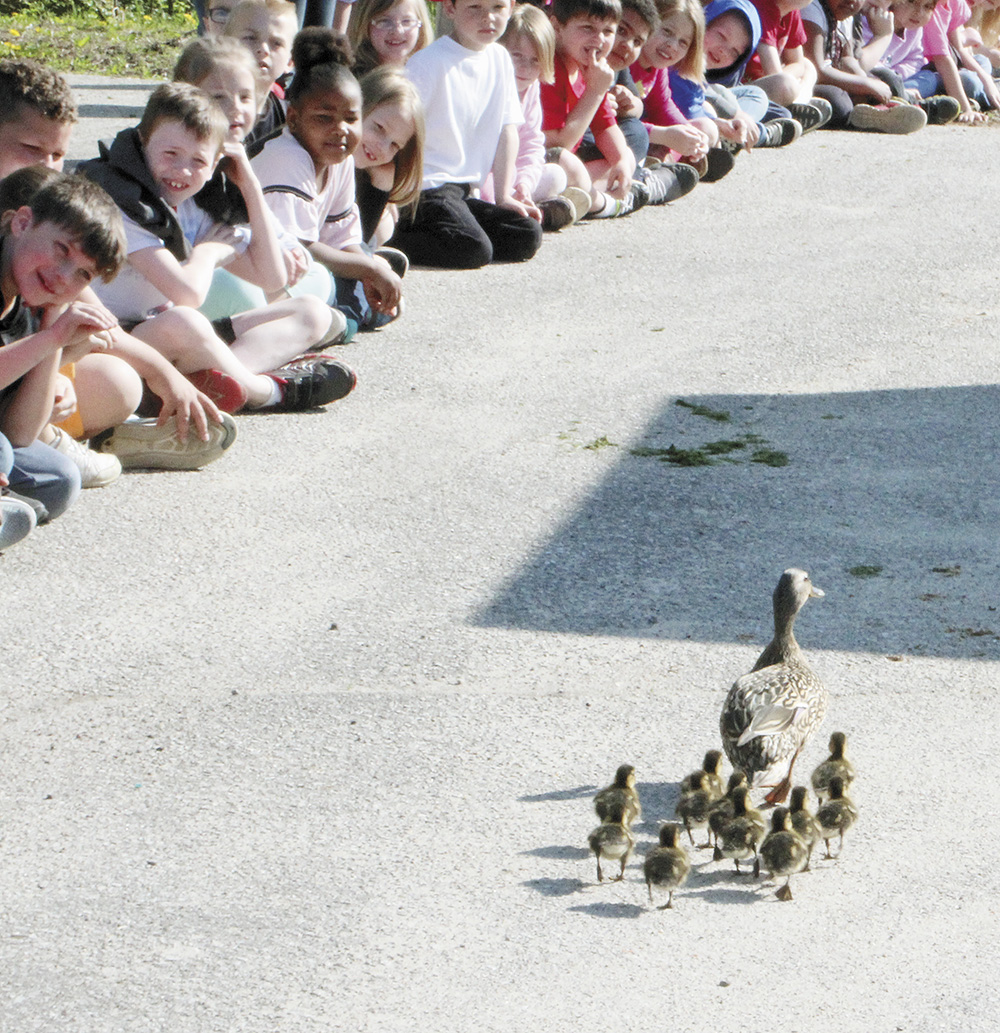 Washington Elementary holds fourth annual duck walk
