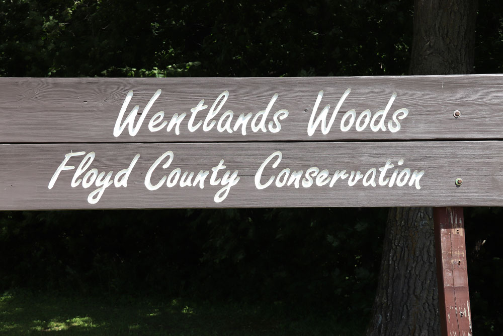 Selective harvest of Wentlands Woods should start this fall
