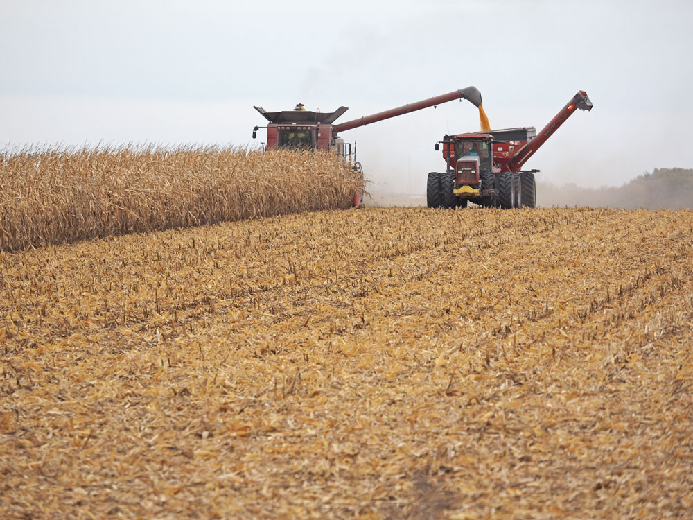 Farmers rush to finish this year’s harvest