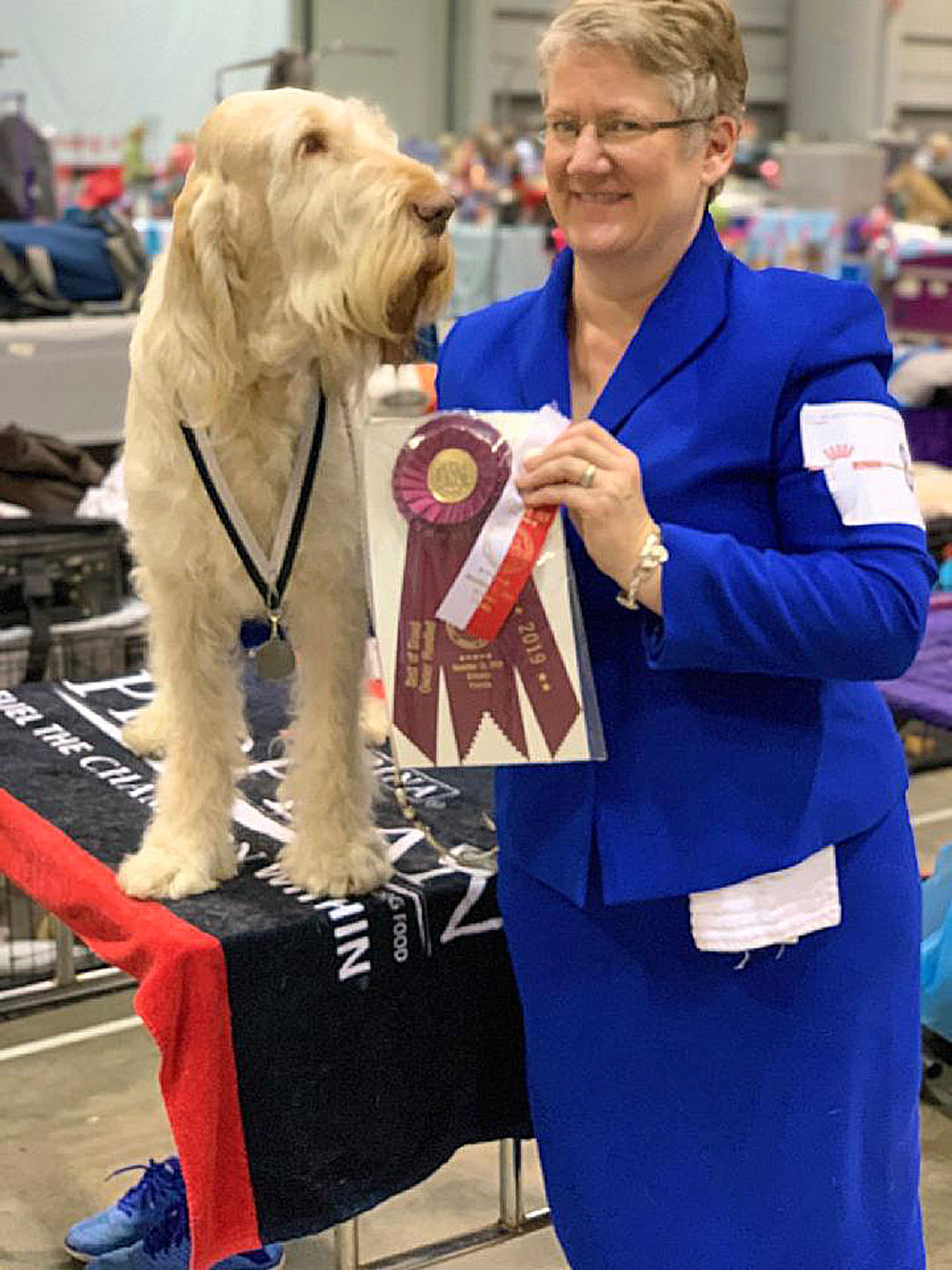 Spinone Italiano purebred show dog represents Charles City with Best of Breed at AKC Finals