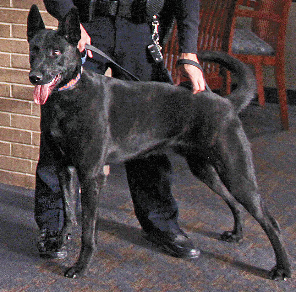 CCPD plans to sell K-9 narcotics dog Jordy after two incidents