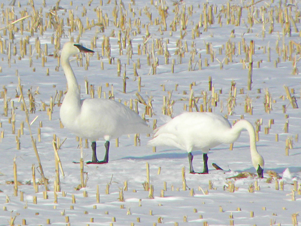 Trumpeter swans visit field south of Charles City