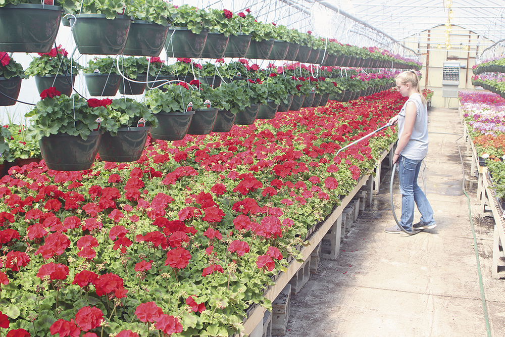 With precautions, business is blooming at local greenhouses