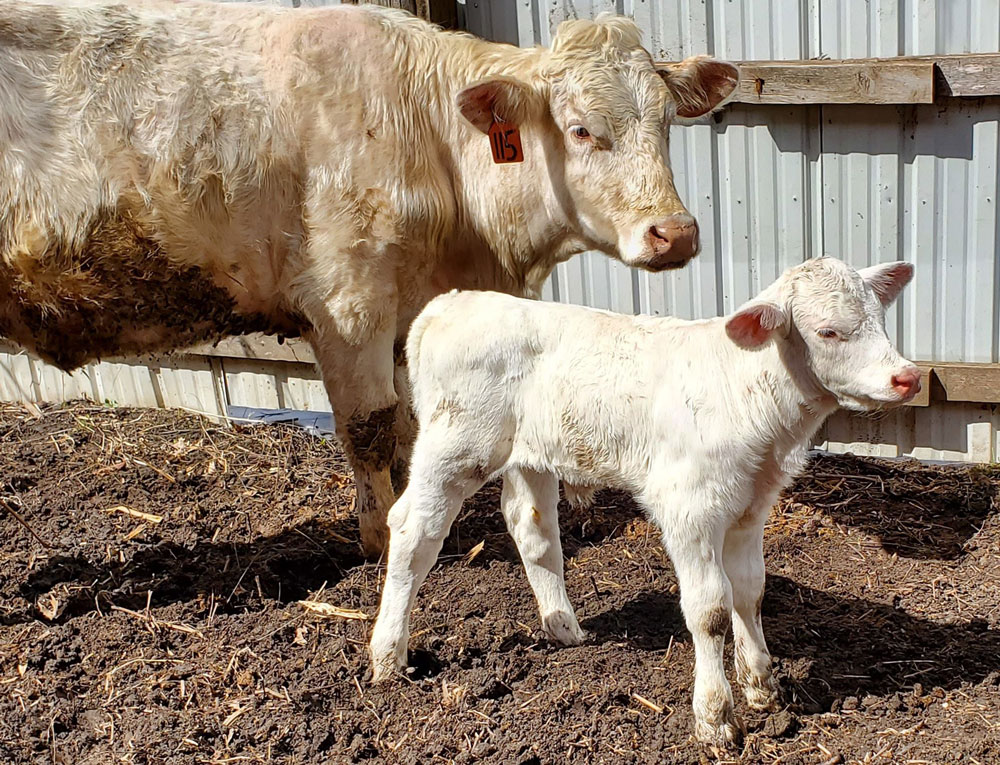 Salute to Beef: Show cattle a family operation for Mitchells