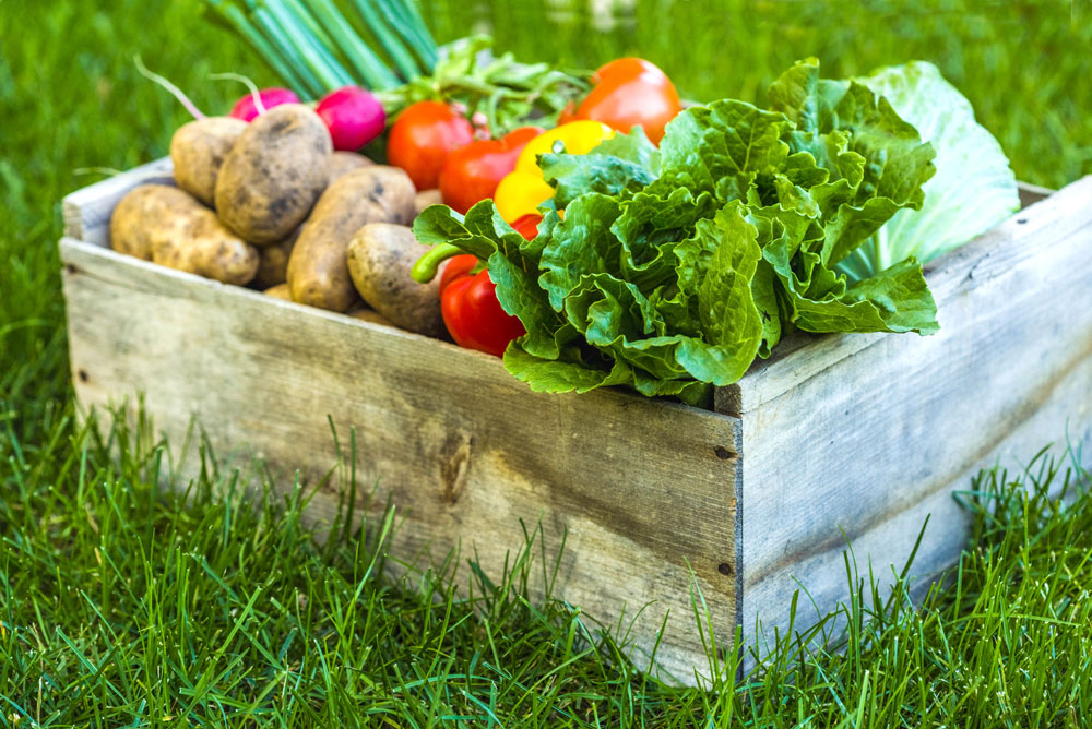 Free garden produce available Saturday morning in Charles City