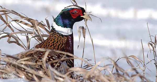 Fall Hunting & Fishing: Pheasant survey shows big uptick in bird numbers