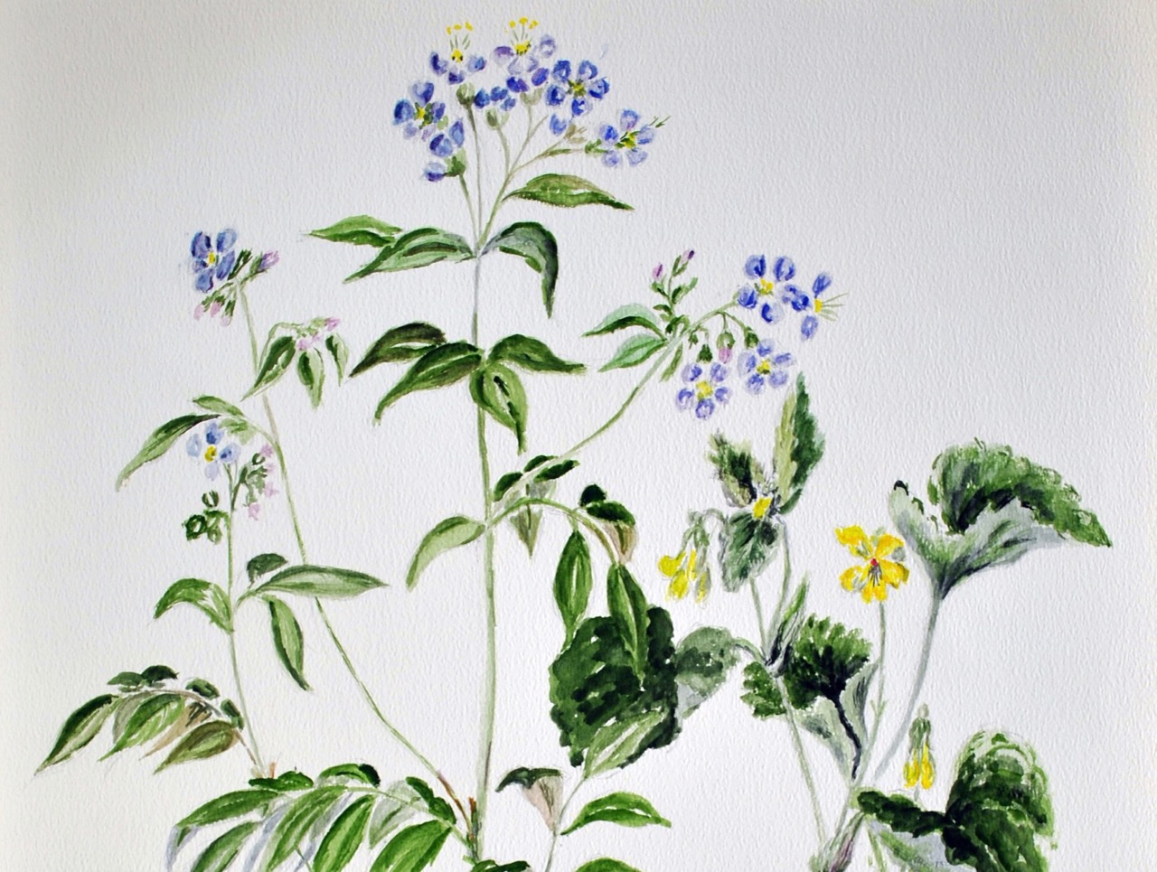 Watercolor wildflowers on display at CCAC in November
