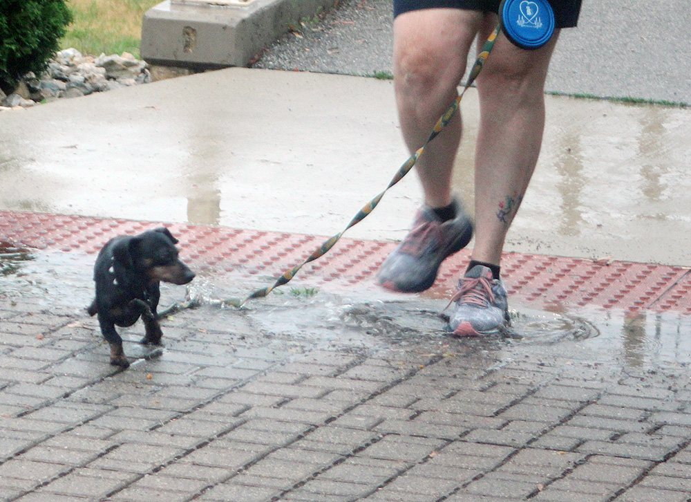 Rain dampens day, but the dogs still jog at PAWS Cedar Dog Jog in Charles City