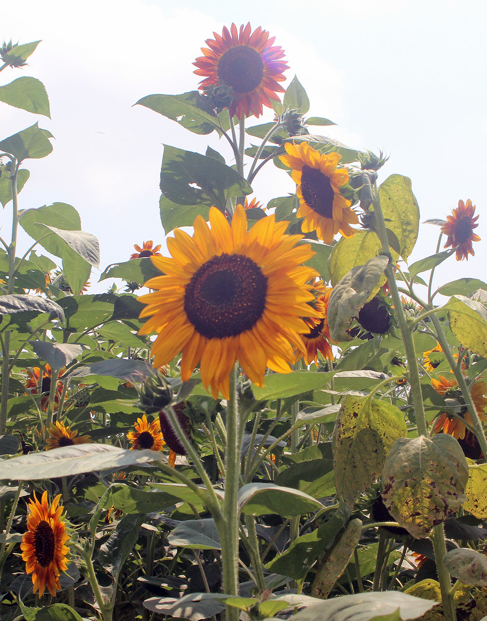 Schafer leaves a sunny legacy behind Schafer leaves a sunny legacy behind