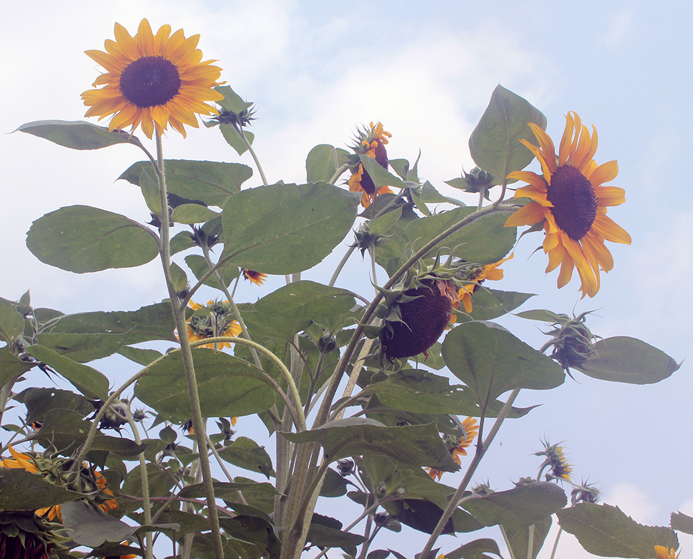 Schafer leaves a sunny legacy behind Schafer leaves a sunny legacy behind