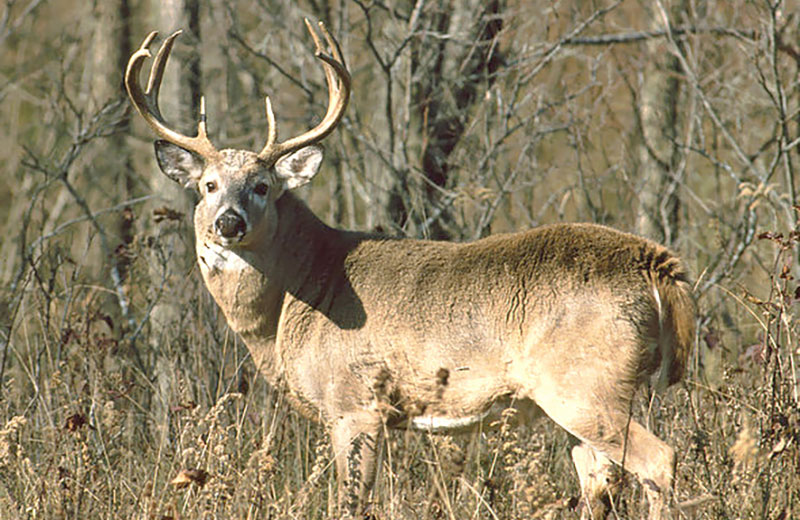 DNR finalizes stewardship plan for Idlewild wildlife