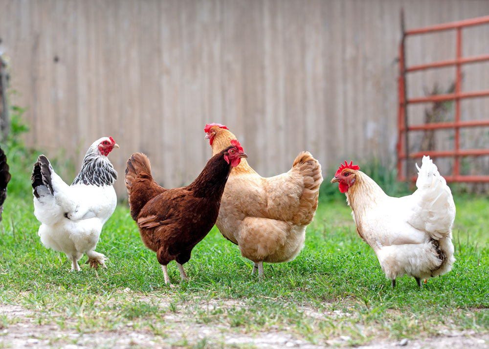 Charles City reconsidering residential poultry policy