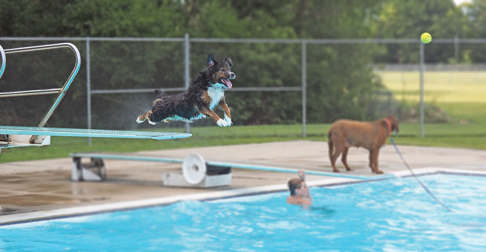 Charles City pool open to dog-paddlers on season’s final night Sunday
