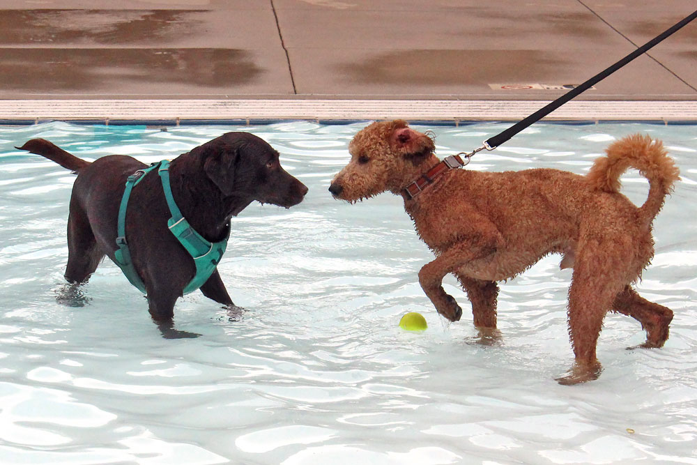 Charles City Lions Field Pool ends swimming season with doggy night