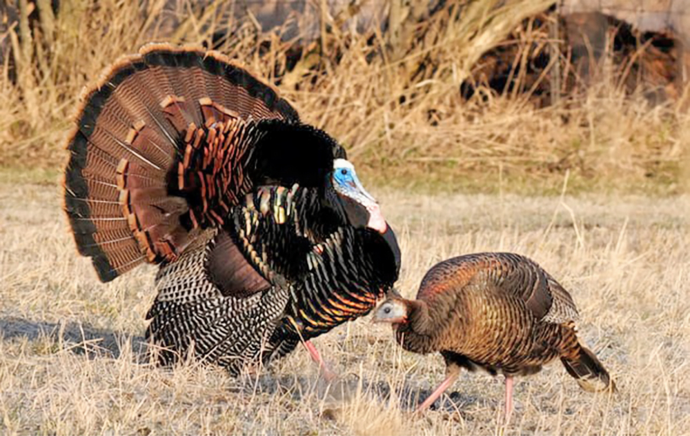 Iowa gun/bow fall turkey season start date incorrect in state booklet