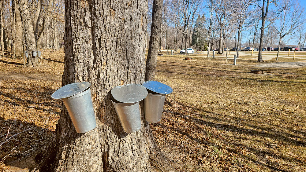 Tosanak hosts first Maple Syrup Fest
