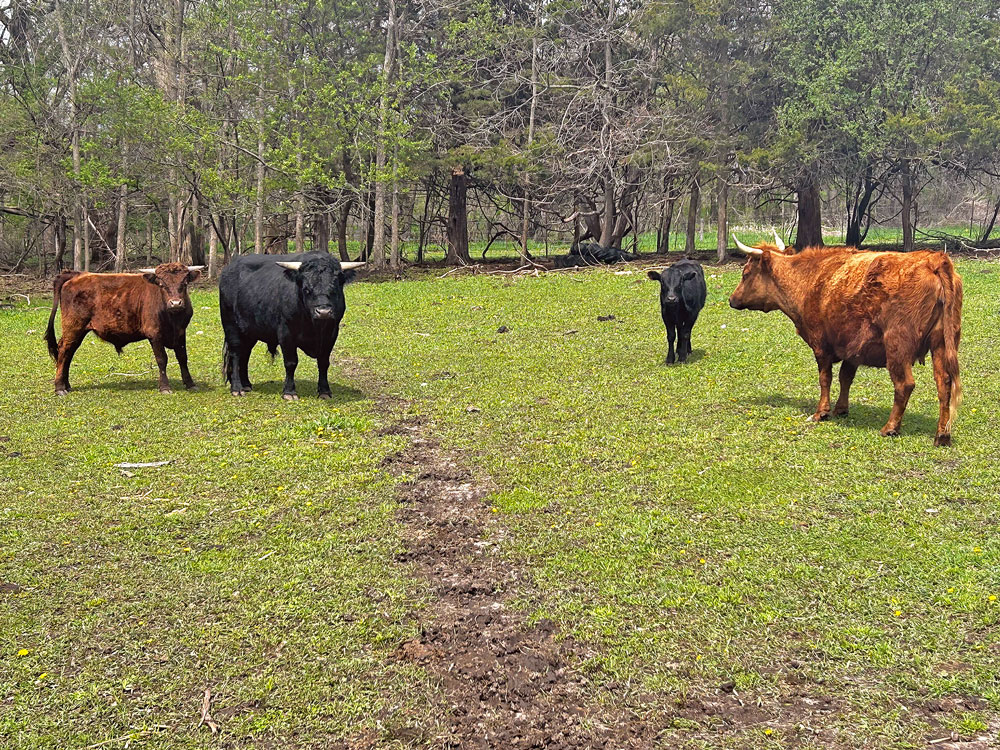MAY BEEF MONTH: Area family raising a small herd of small cattle