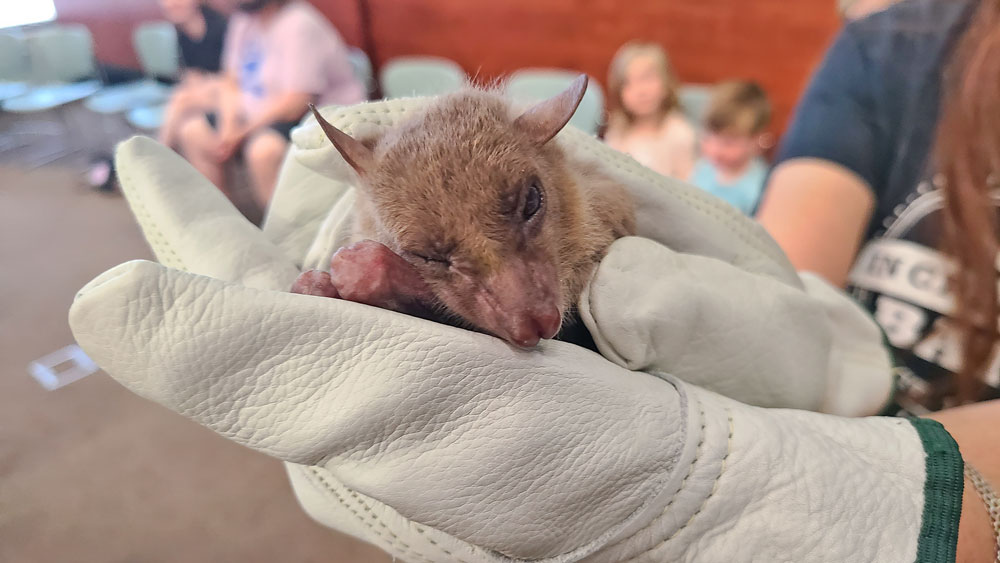 Incredible Bats fly into the library